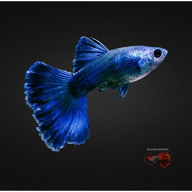 Blue Koi Guppy Premium Quality